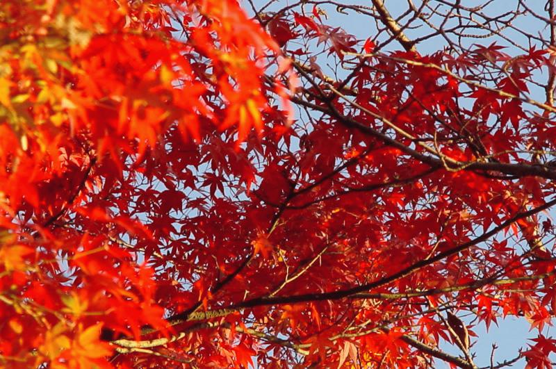 紅葉3