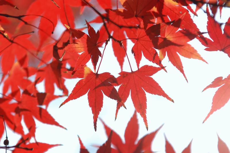 紅葉1