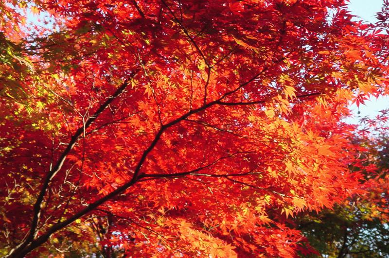 紅葉3