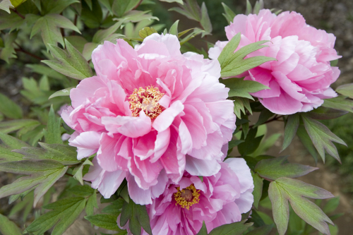 クリックにて拡大