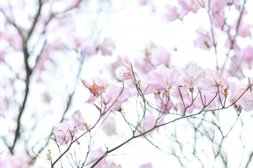 クリックにて拡大