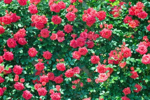 クリックにて拡大