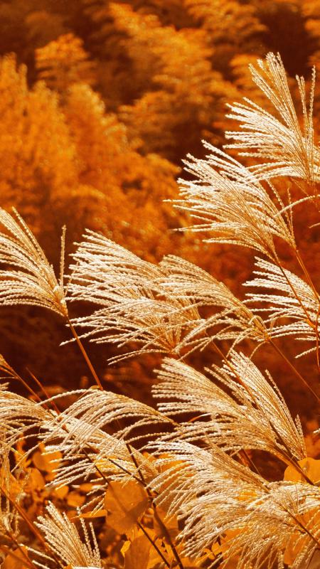 一定サイズ以上の画像は、ファイル自体をリサイズする機能を標準装備。 一定サイズ以上の画像は、ファイル自体をリサイズする機能を標準装備。