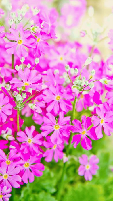 クリックにて拡大表示