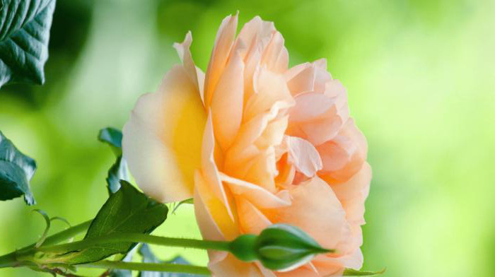 クリックにて拡大表示