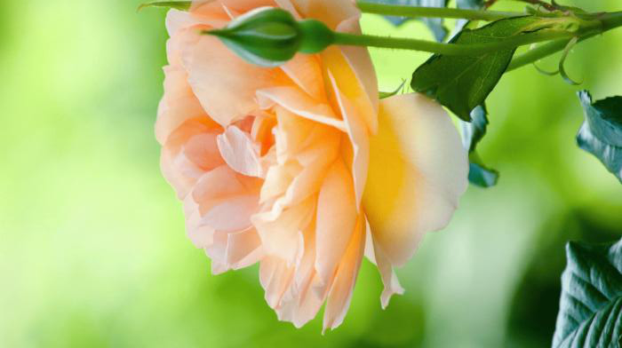 クリックにて拡大表示