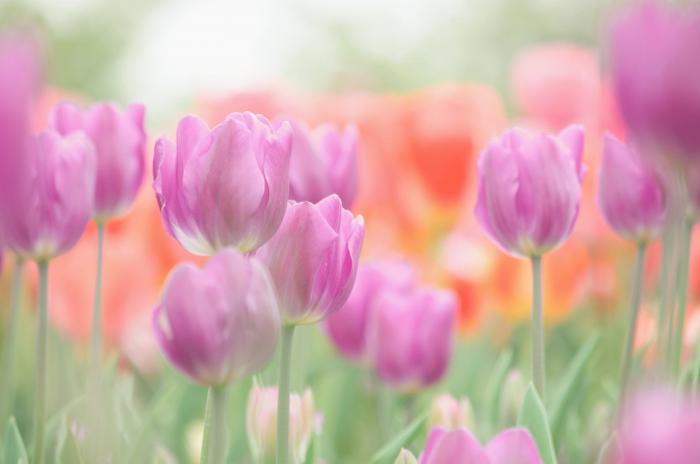 クリックにて拡大表示